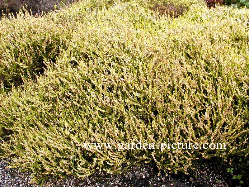 Calluna vulgaris 'Gold Haze'
