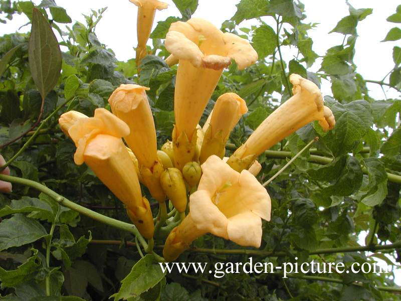 Campsis radicans 'Flava'