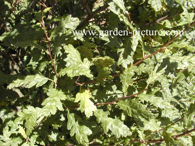 Carpinus betulus 'Quercifolia'