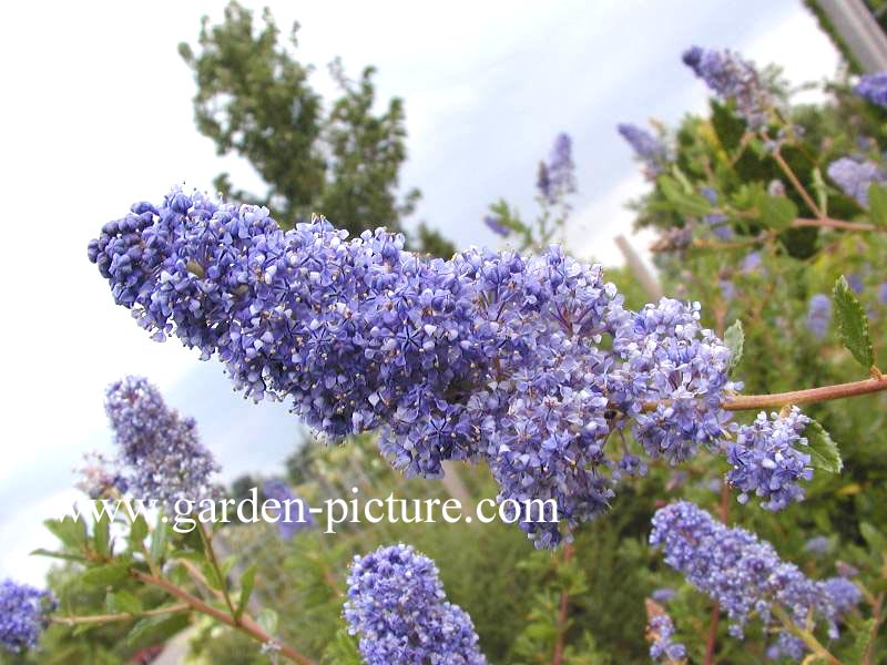 Ceanothus 'A.T. Johnson'