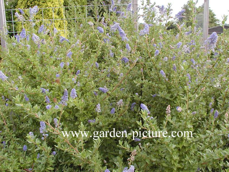 Ceanothus 'A.T. Johnson'