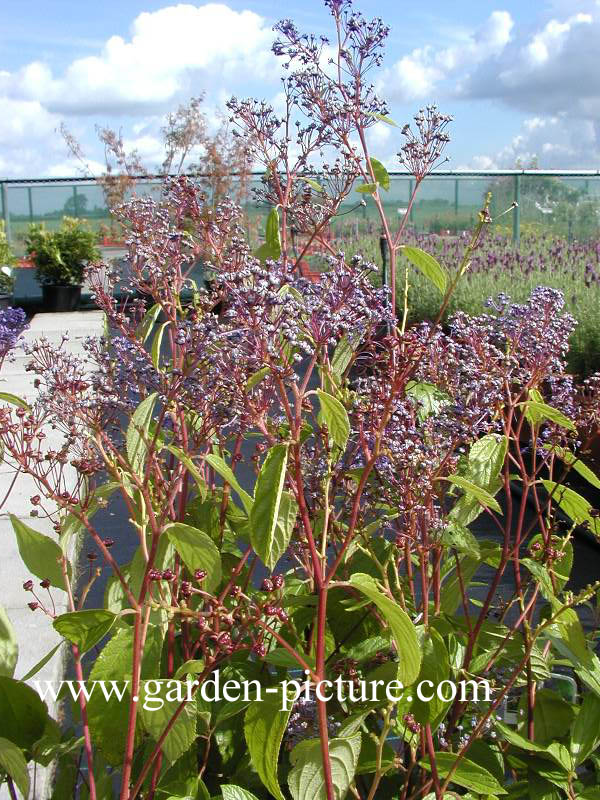 Ceanothus delilianus 'Henri Desfossee'