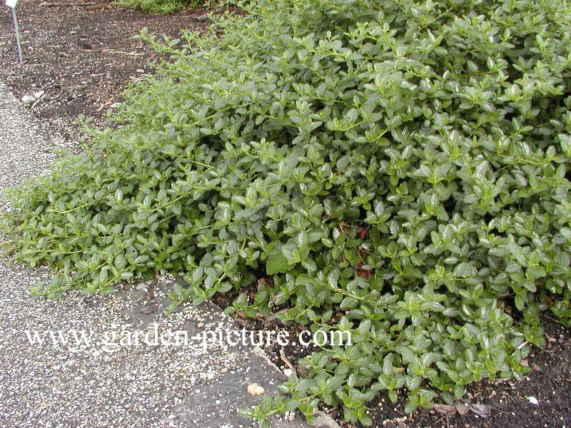 Ceanothus thyrsiflorus repens