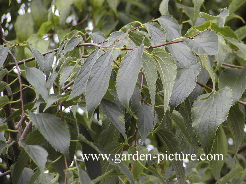 Celtis australis