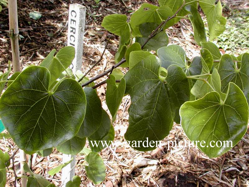 Cercis canadensis 'Texas White'