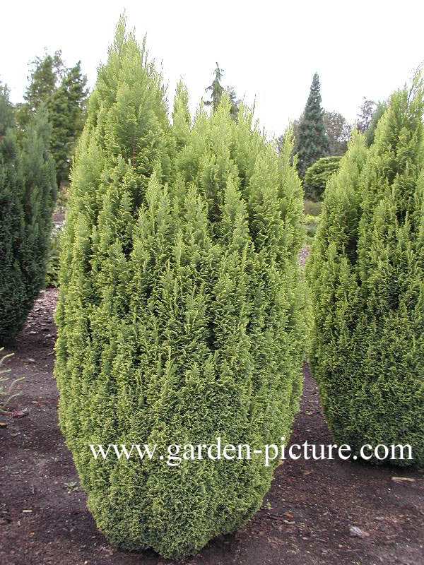 Chamaecyparis lawsoniana 'Ellwood's Gold'