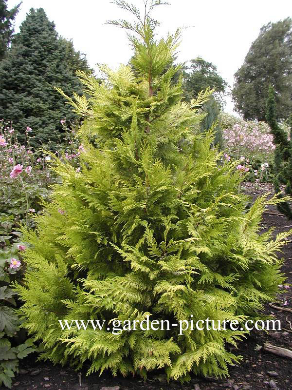 Chamaecyparis lawsoniana 'Golden Wonder'