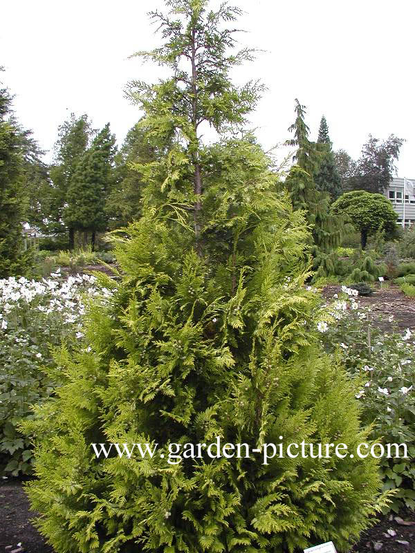 Chamaecyparis lawsoniana 'Ivonne'