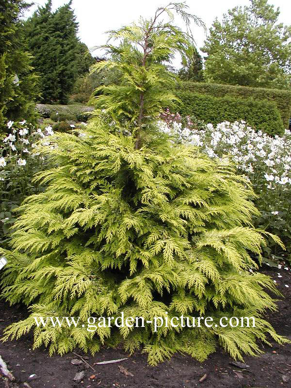 Chamaecyparis lawsoniana 'Lane'