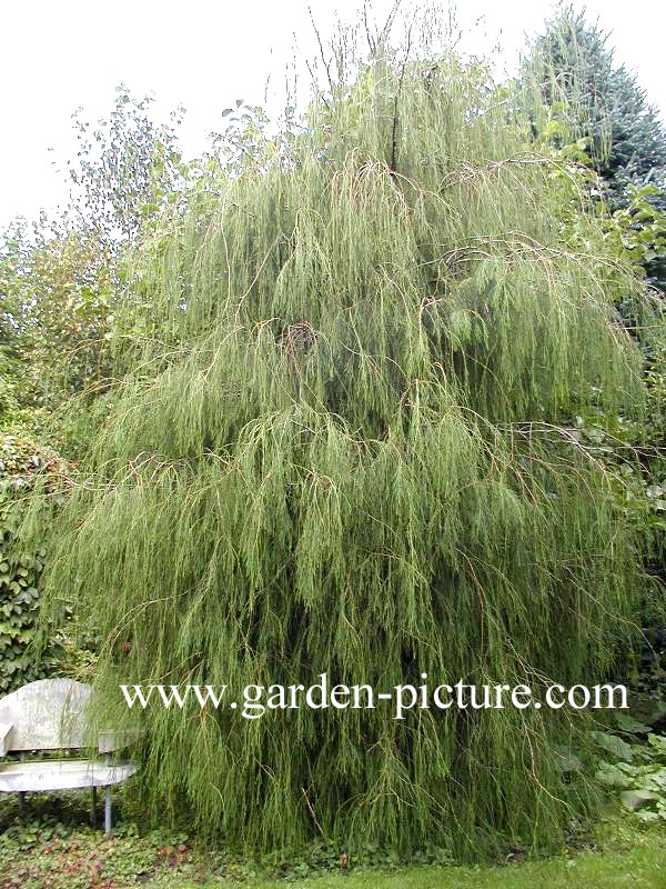 Chamaecyparis lawsoniana 'Imbricata Pendula'