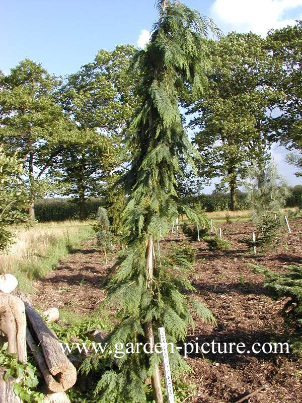 Chamaecyparis lawsoniana 'Dik's Weeping'