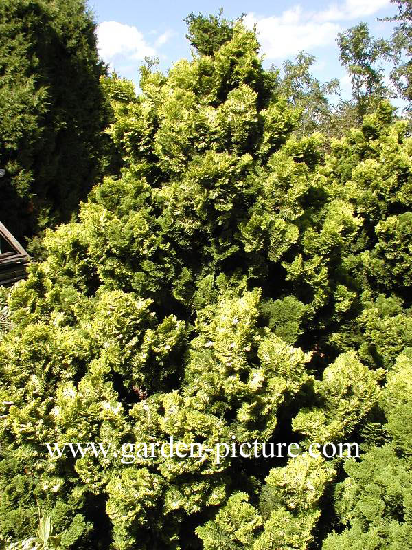 Chamaecyparis obtusa 'Tetragona Aurea'