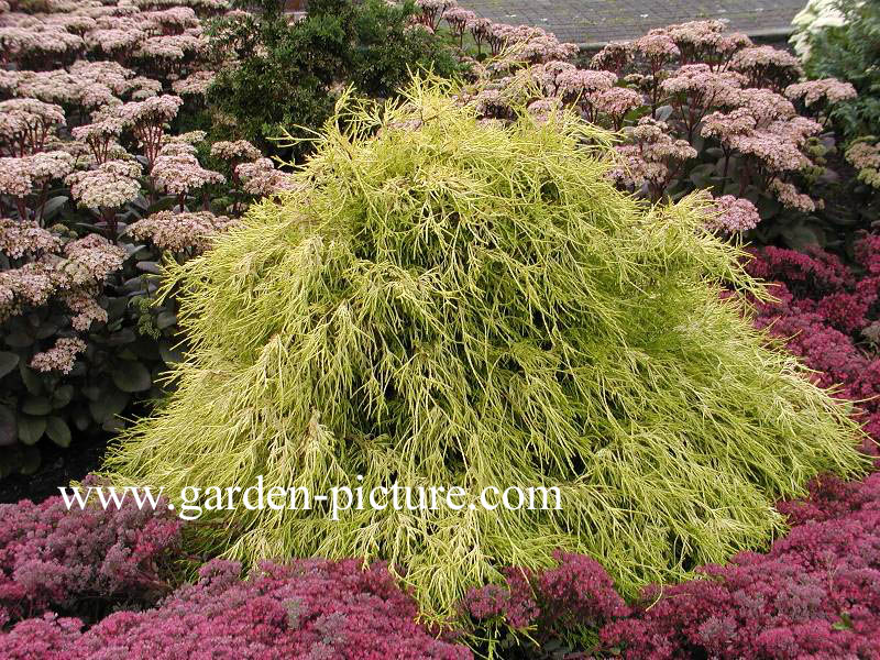 Chamaecyparis pisifera 'Filifera Aurea'