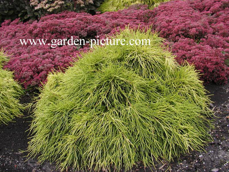 Chamaecyparis pisifera 'Sungold'