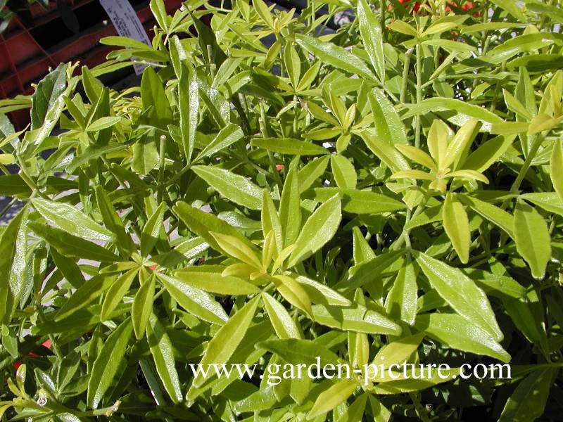 Choisya ternata 'Limo' (GOLD FINGERS)