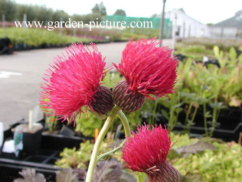 Cirsium japonicum 'Rose Beauty'