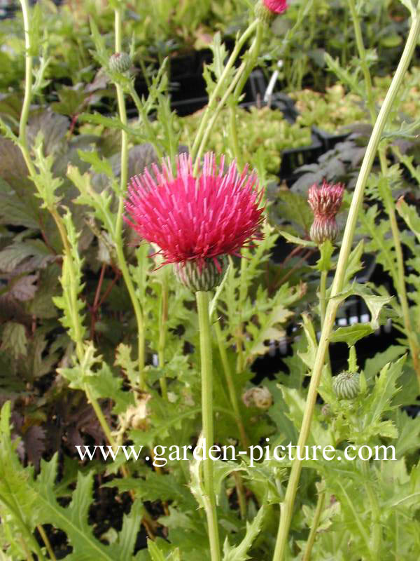 Cirsium japonicum 'Rose Beauty'