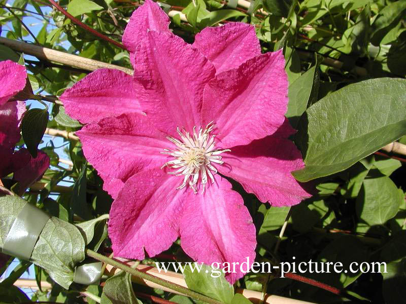 Clematis 'Ernest Markham'