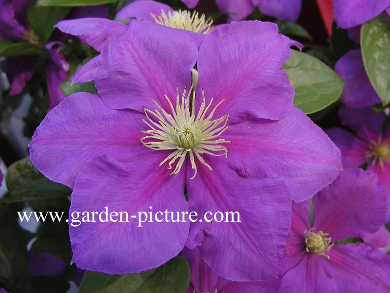 Clematis 'General Sikorski'