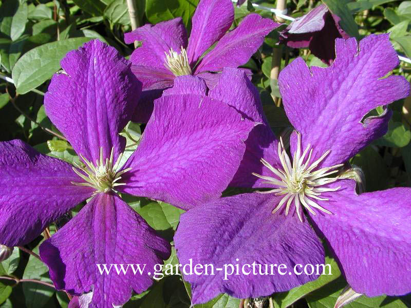 Clematis 'Jackmanii'