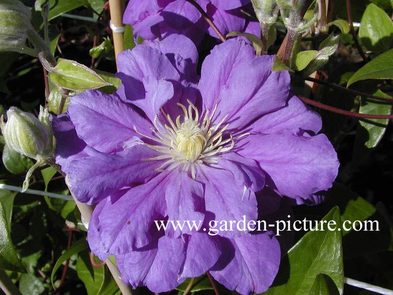 Clematis 'Kiri te kanawa'