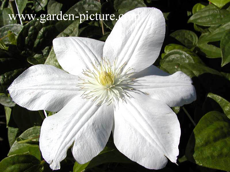 Clematis 'Mevrouw Le Coultre'