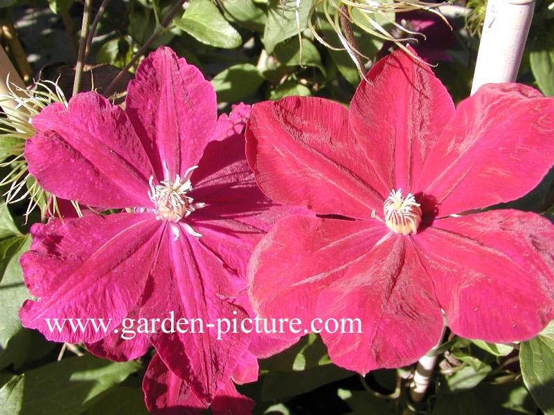 Clematis 'Rouge Cardinal'