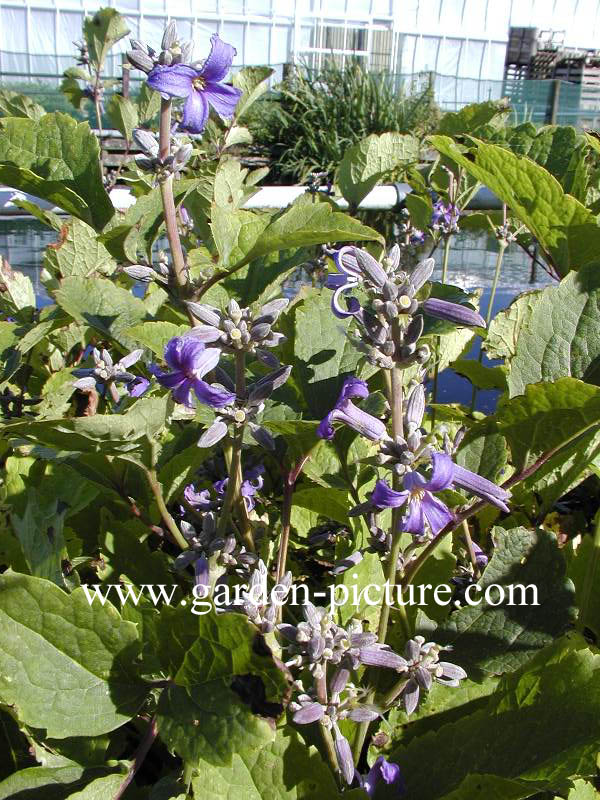 Clematis heracleifolia