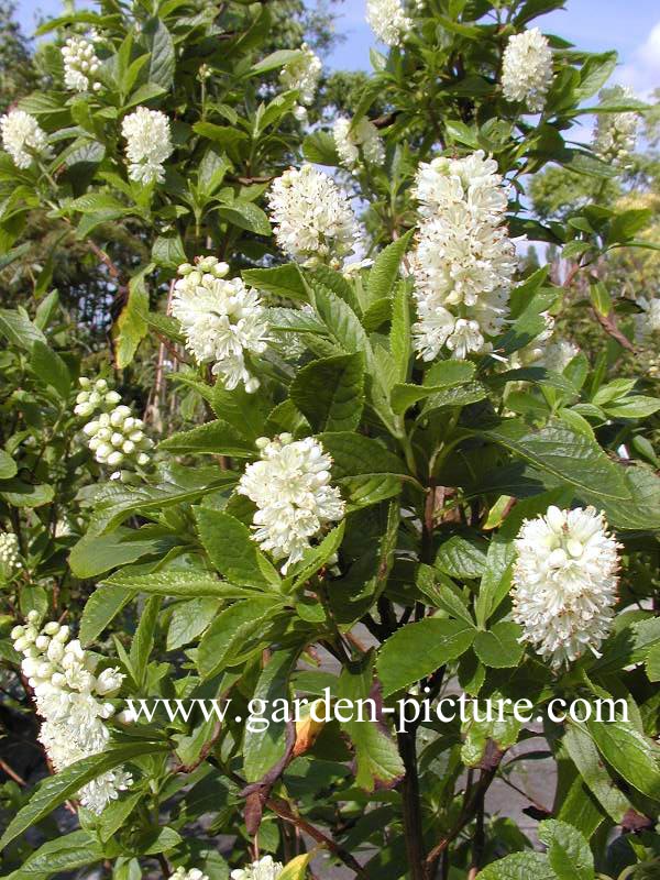 Clethra alnifolia 'Hummingbird'