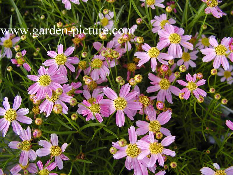 Coreopsis rosea 'American Dream'