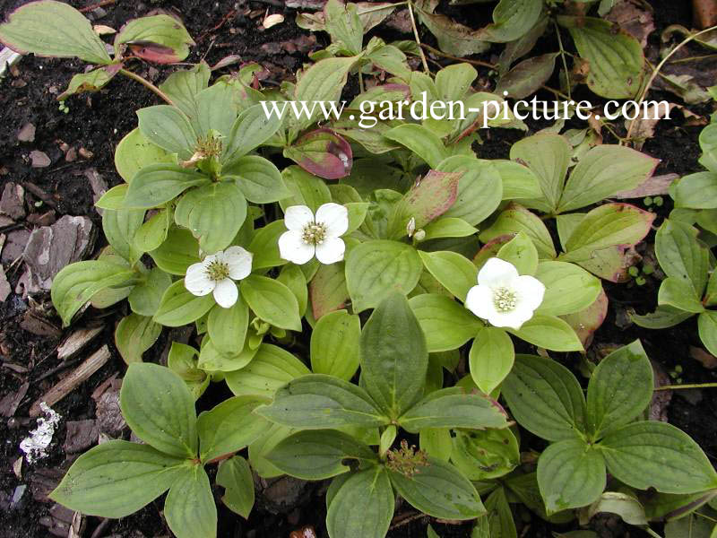 Cornus canadensis