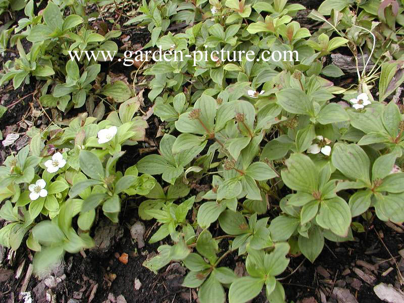 Cornus canadensis