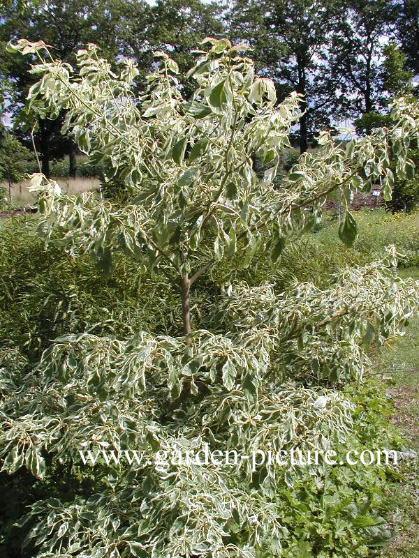 Cornus controversa 'Variegata'