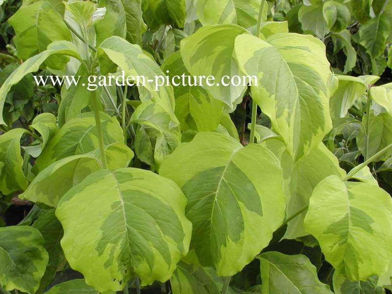 Cornus florida 'Rainbow'