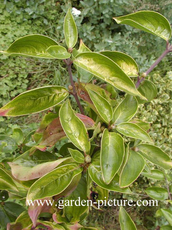 Cornus mas 'Aurea'