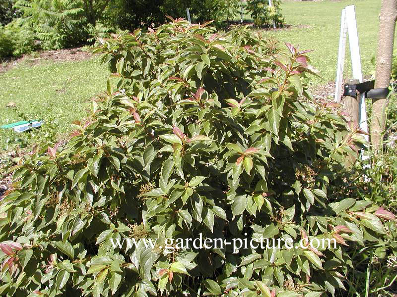 Cornus pumila