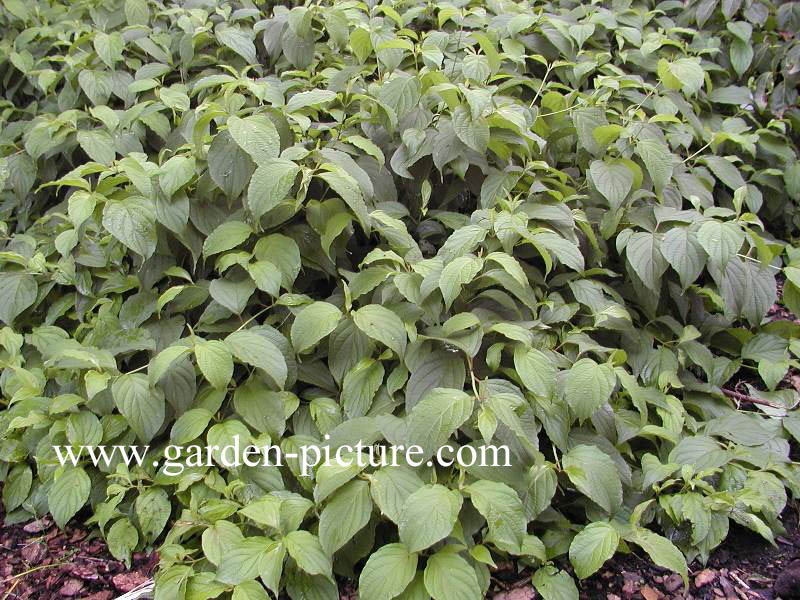 Cornus sericea 'Kelseyi'