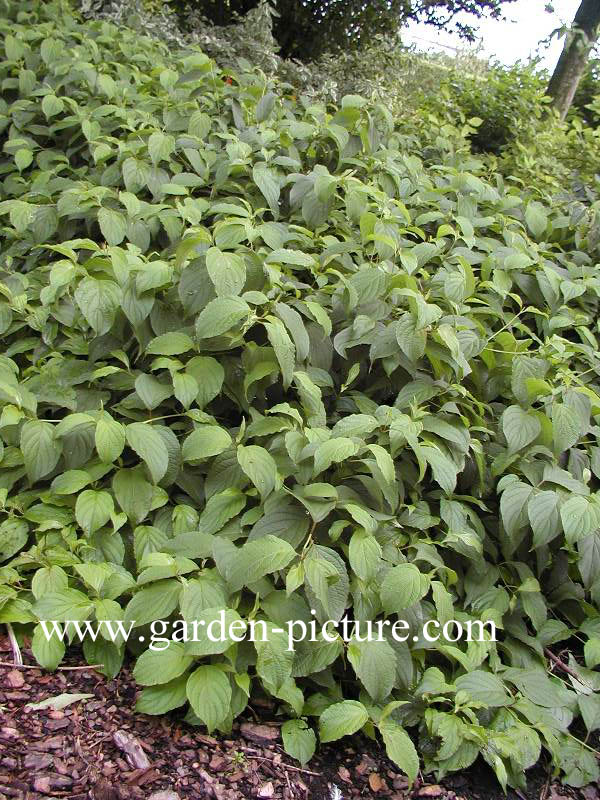 Cornus sericea 'Kelseyi'