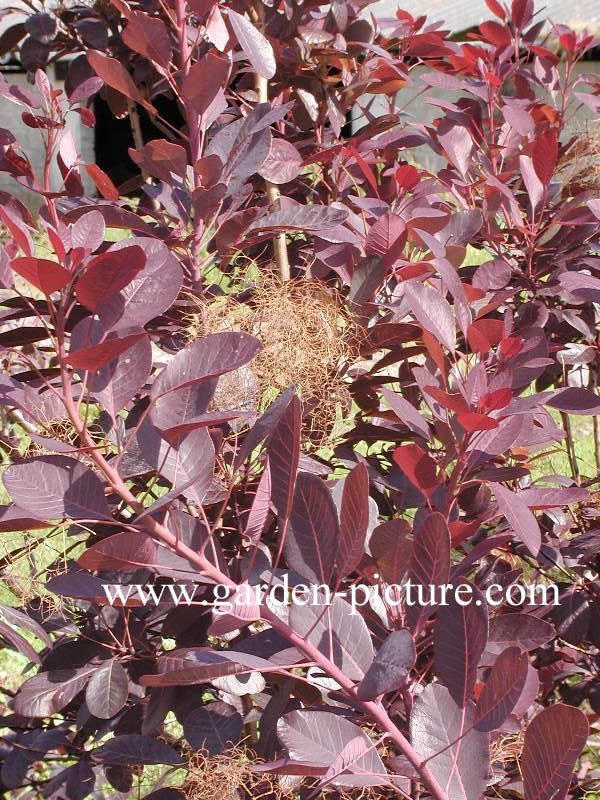 Cotinus coggygria 'Velvet Cloak'
