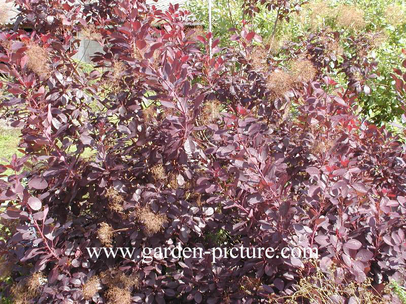Cotinus coggygria 'Velvet Cloak'
