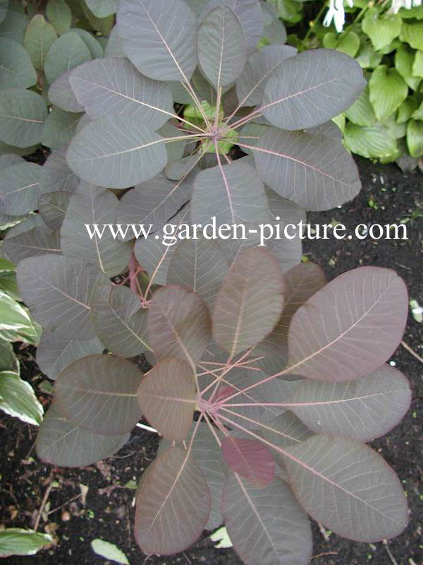 Cotinus 'Grace'