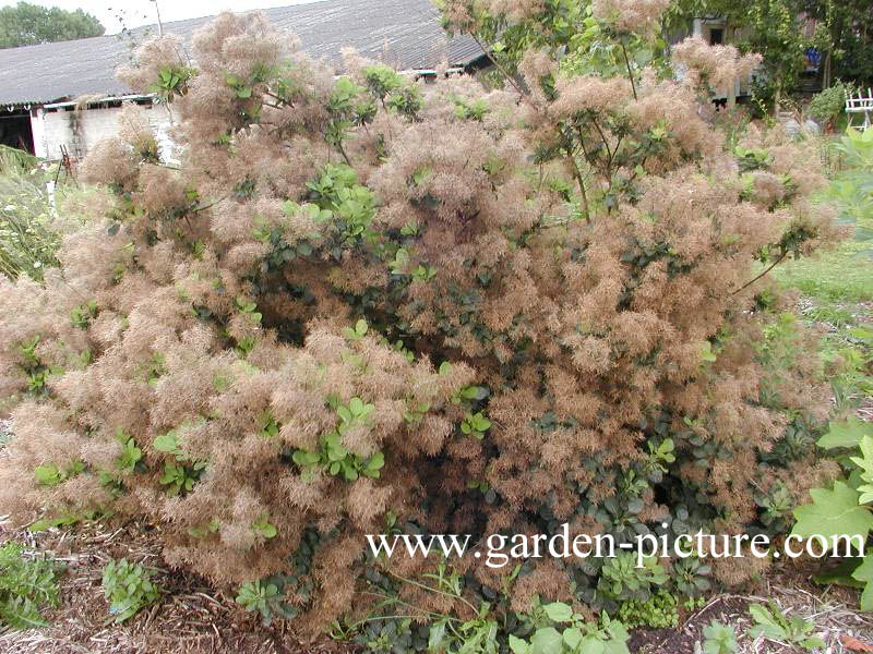 Cotinus coggygria 'Purpureus'