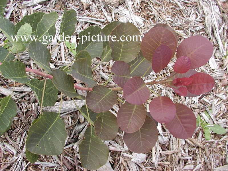 Cotinus coggygria 'Rubrifolius'