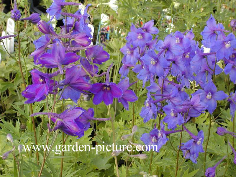 Delphinium 'Piccolo'