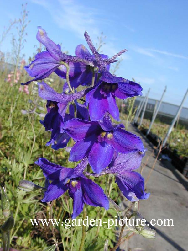 Delphinium 'Völkerfrieden'