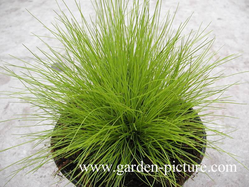 Deschampsia flexuosa 'Tatra Gold'