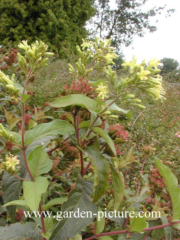 Diervilla splendens