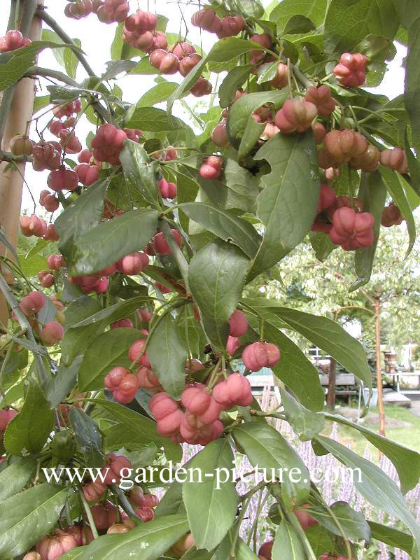 Euonymus europaeus 'Thornhayes'