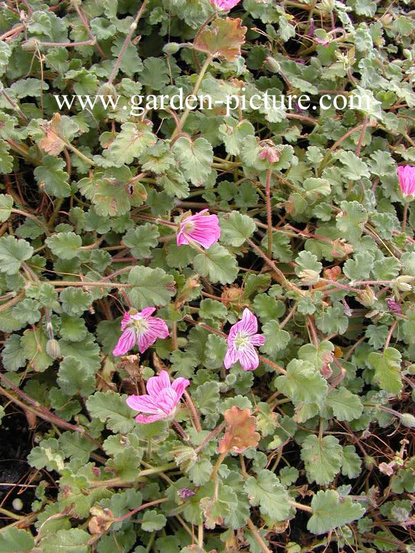 Erodium variabile 'Bishop's Form'