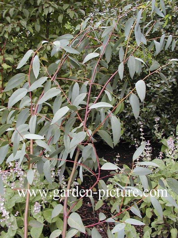 Eucalyptus pauciflora